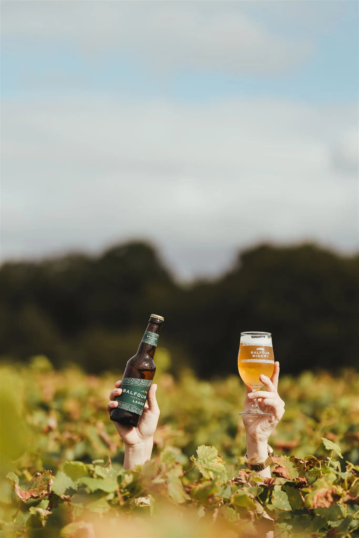 Balfour Lager (12)