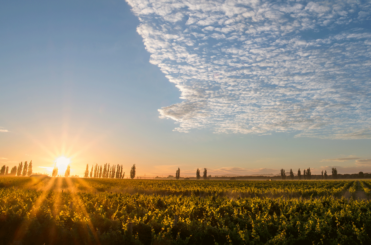 An expert explains why the time to discover Hawke’s Bay Chardonnay is now