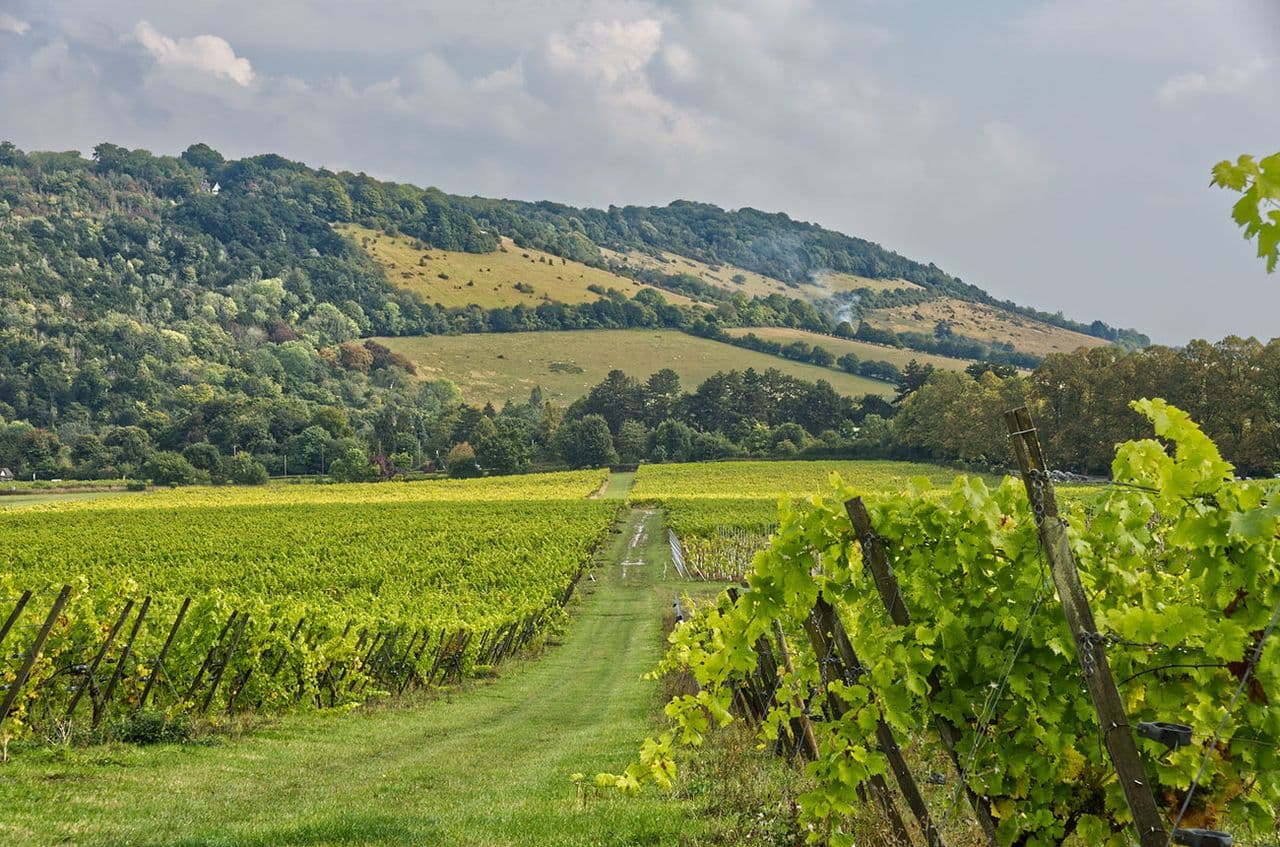 Hugh Johnson on English wine: I hope we'll soon find England's 'Chablis'
