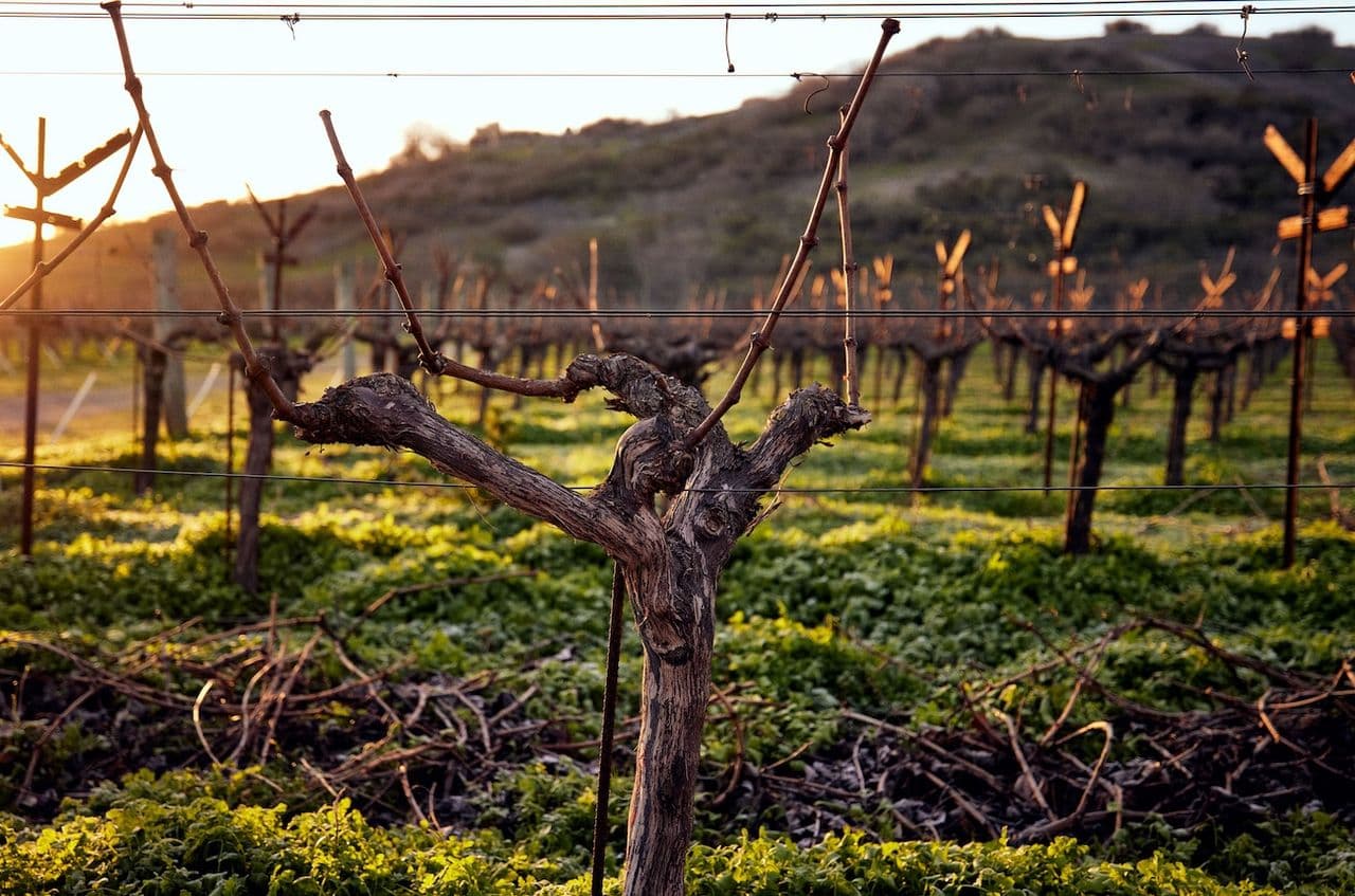 The best Napa Valley 2023 Cabernets from each AVA