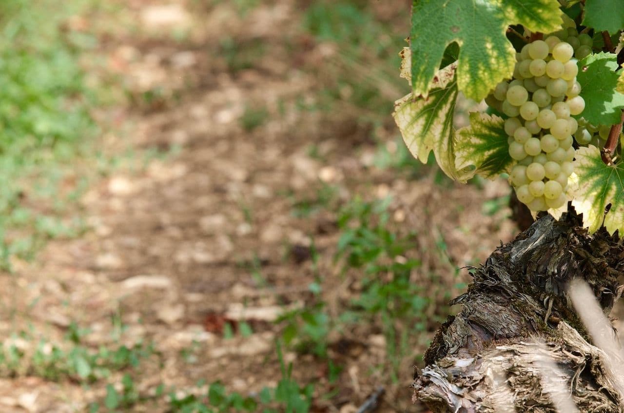 White Burgundy starter pack: How to figure out what you like