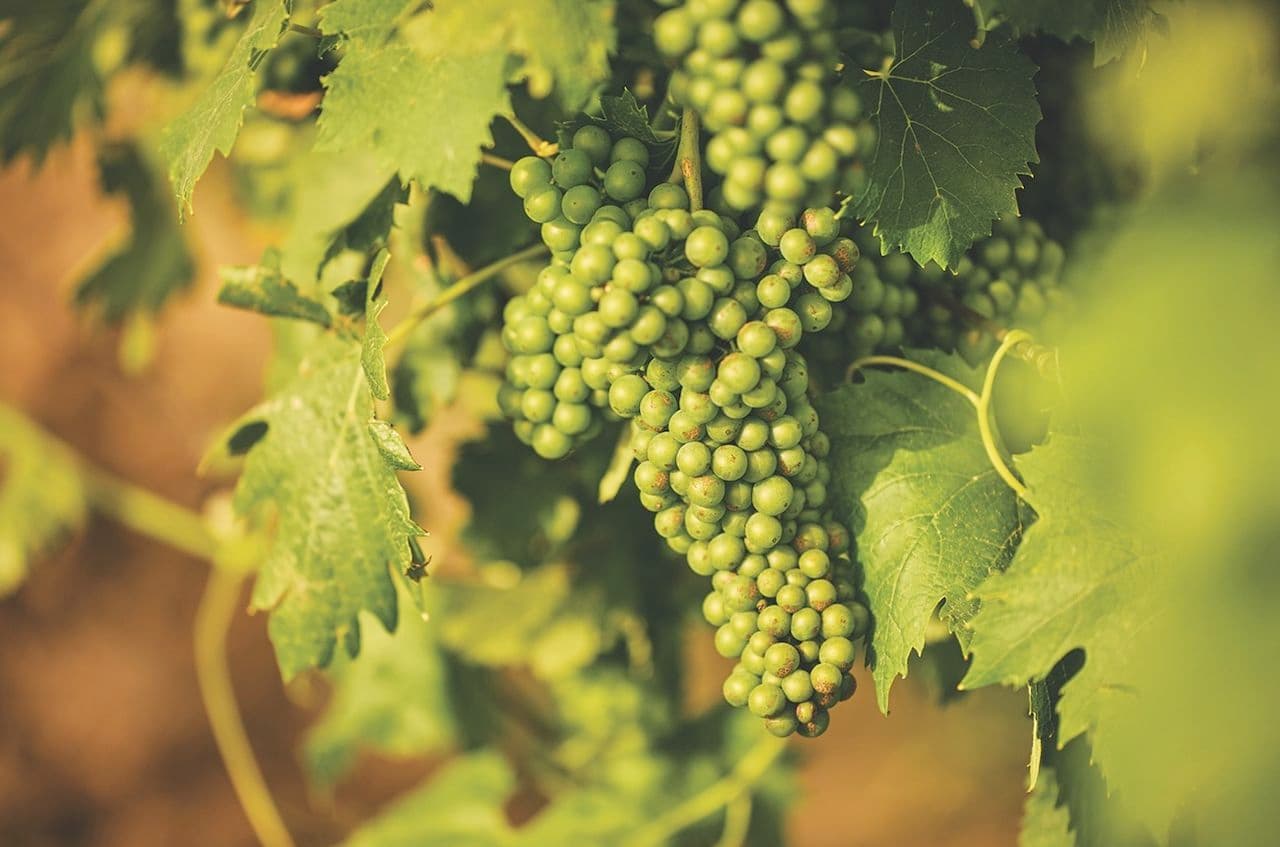 The mystery of the golden grape variety at the heart of Europe