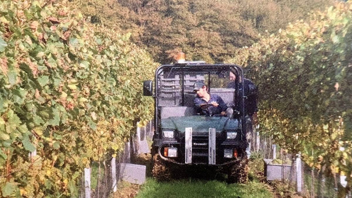 Humble beginnings: the story of Butness Vineyard