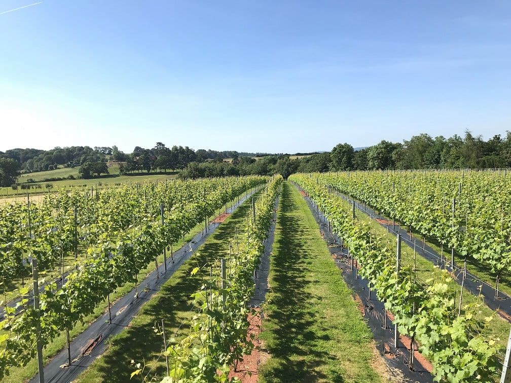 Chance to visit our award-winning Herefordshire vineyard to see vines growing & sample wine