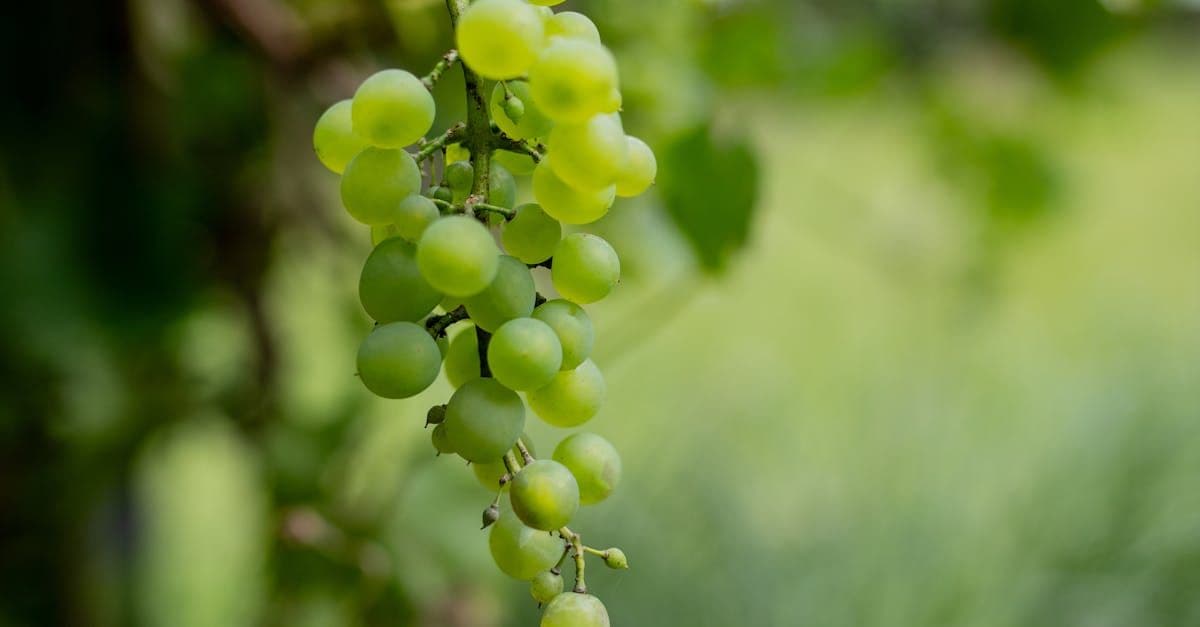 Meet the varietals at Three Choirs Vineyard