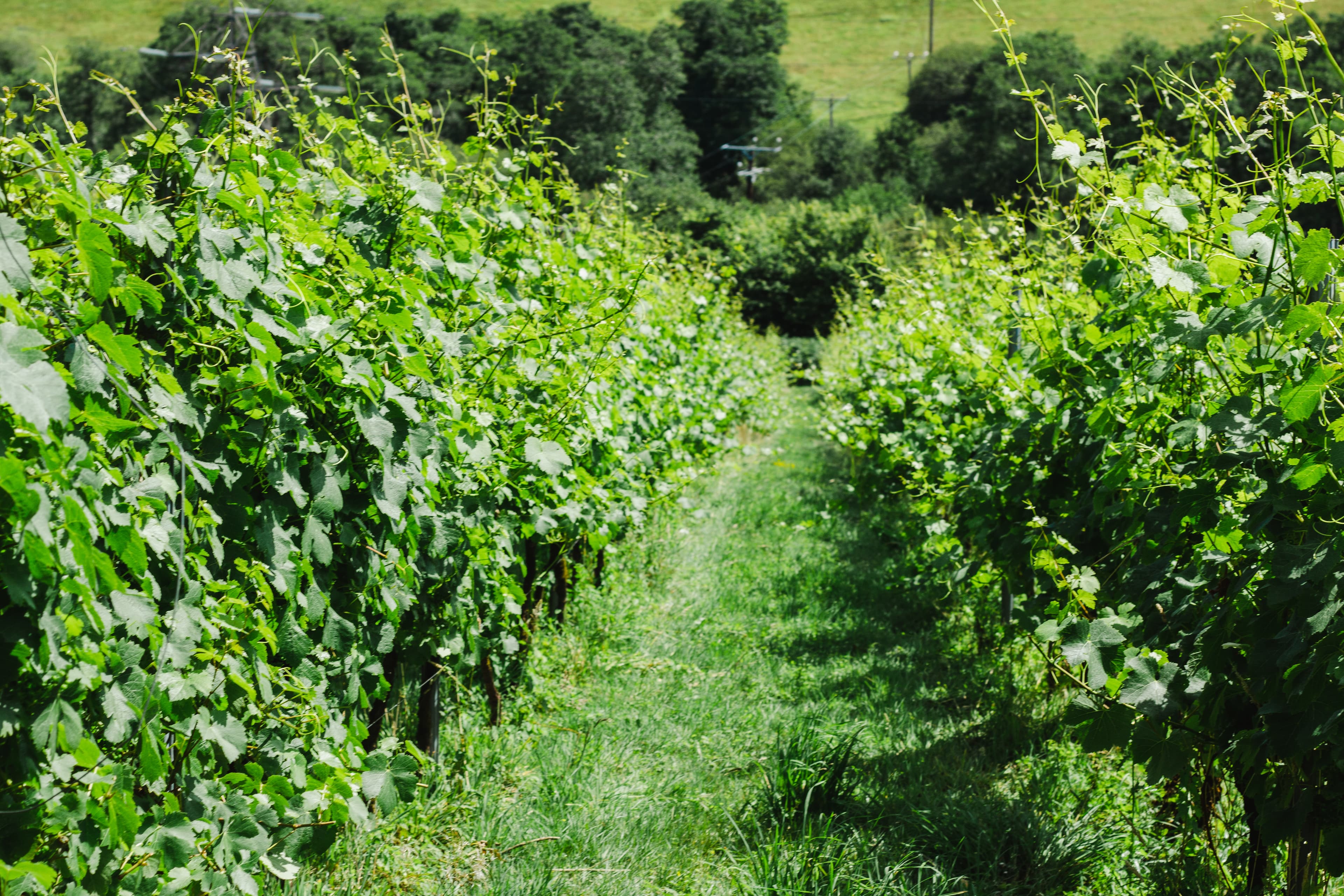 Looe Valley Vineyard Ltd
