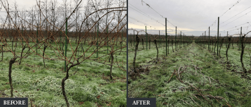 Vineyard Vignette: March 2026