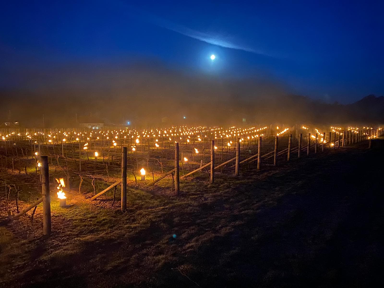The Wine Widow and Jack Frost