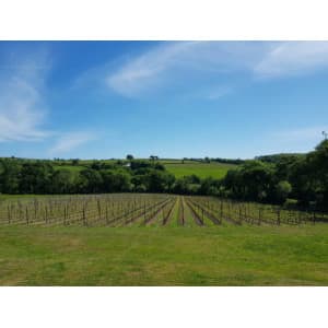 Velfrey Vineyard