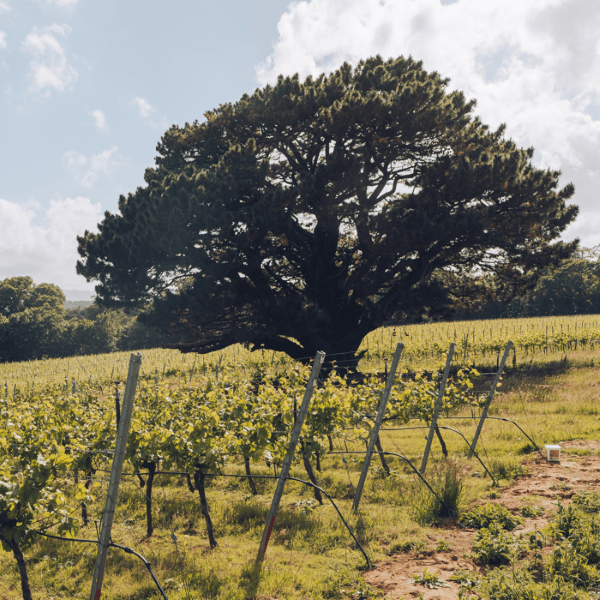 Stopham Vineyard