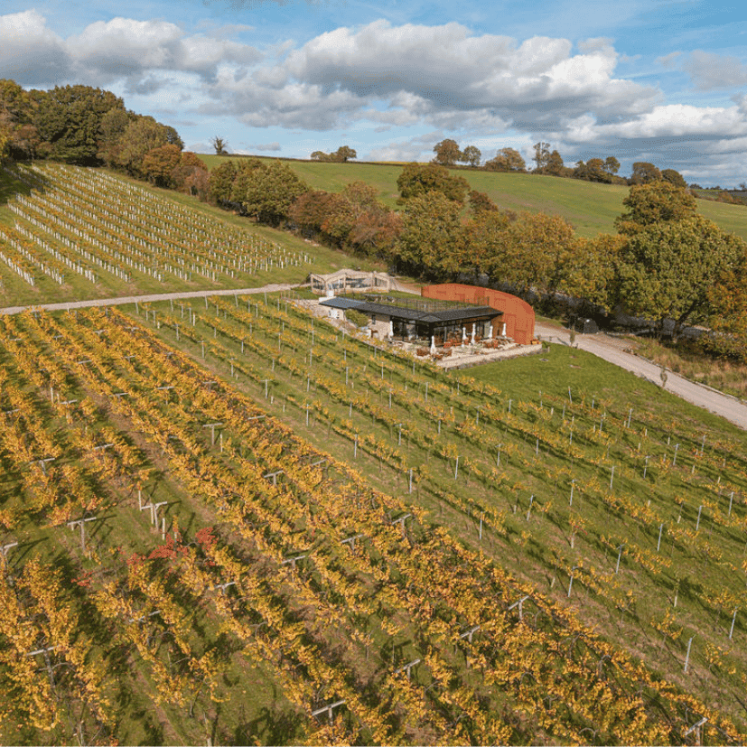 Wraxall Vineyard