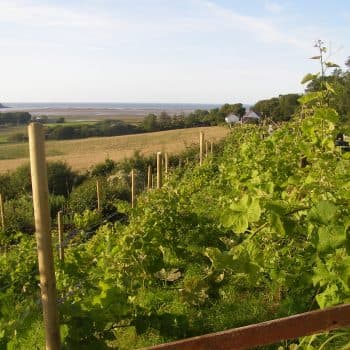 Red Wharf Bay Vineyard