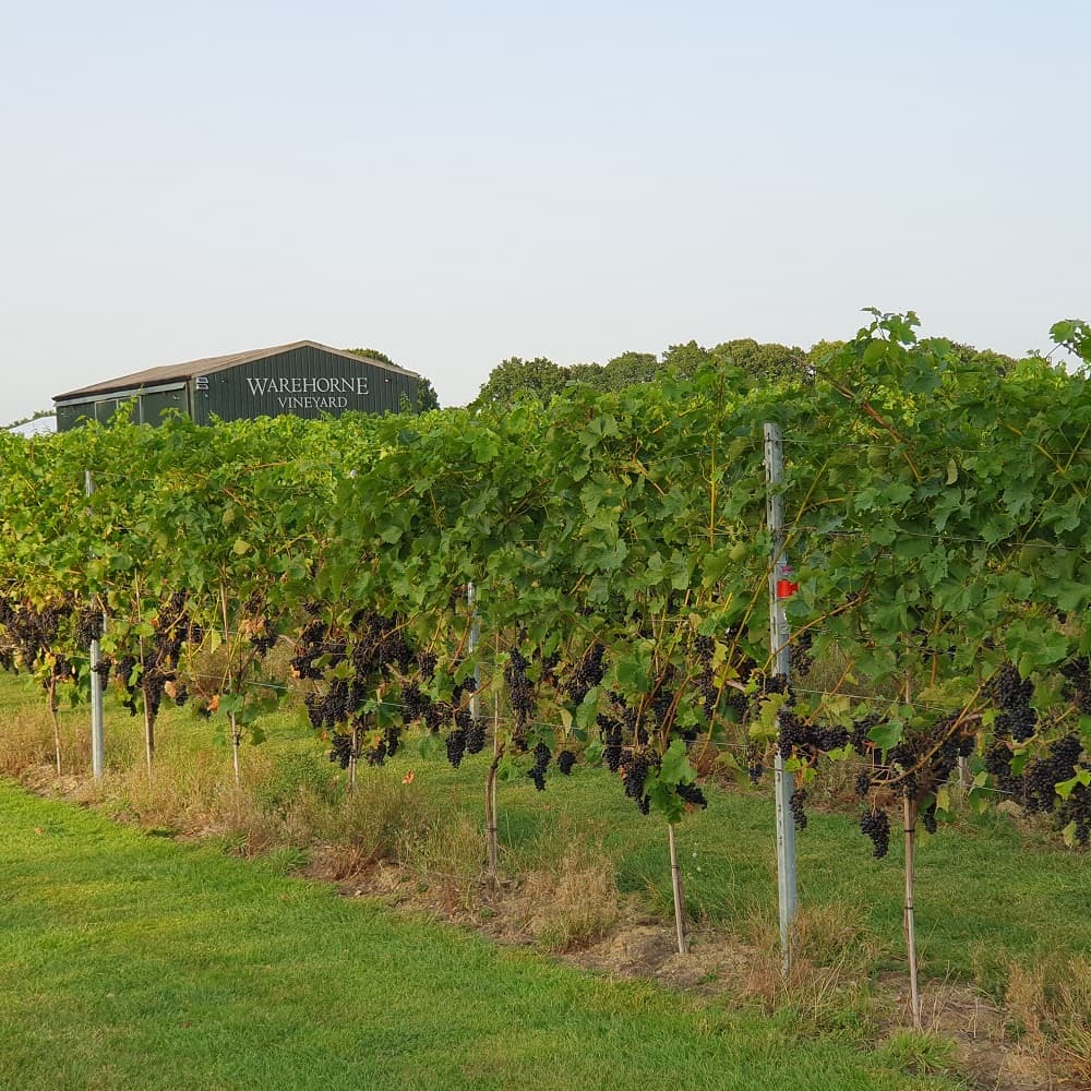 Warehorne Vineyard