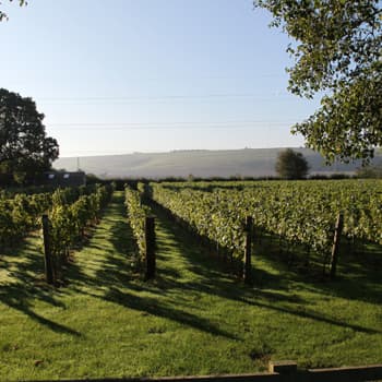 Southcott Vineyard Partnership