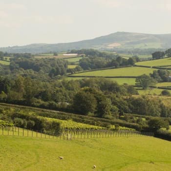 Alder Vineyard