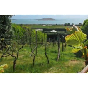 St Martin’s Vineyard & Winery