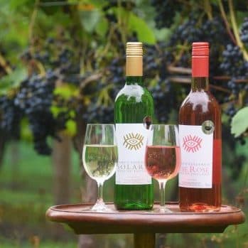Babu's Vineyard