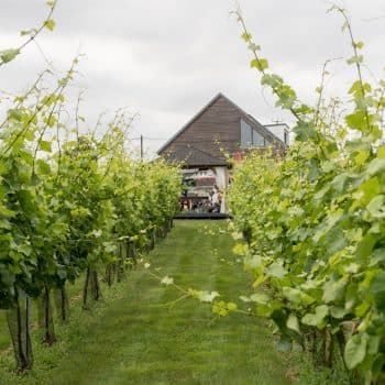 West Street Vineyard