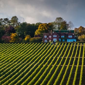 Hambledon Wine Estate