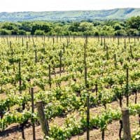 Ridgeview Wine Estate