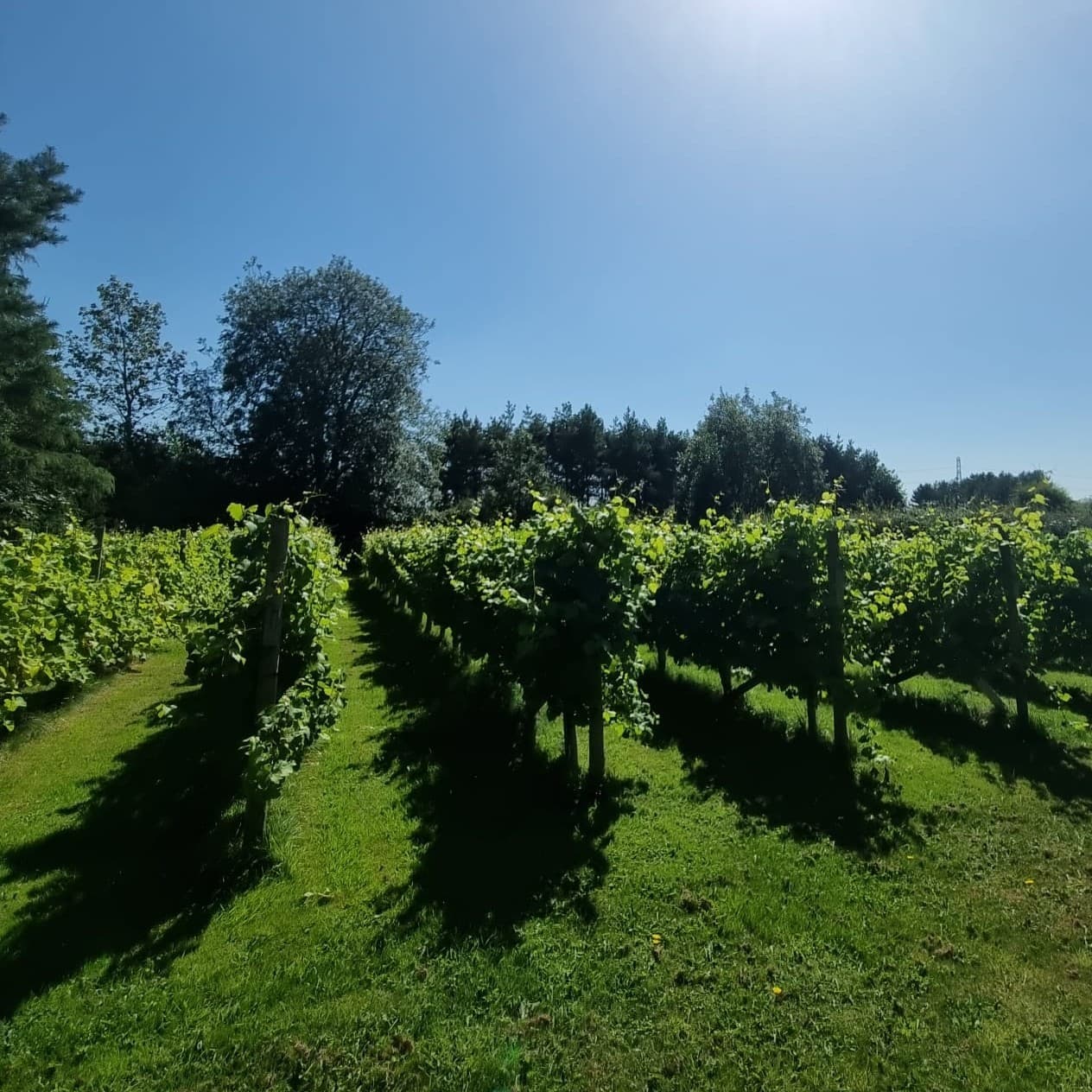 Towthorpe Vineyard