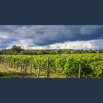 Warden Abbey Vineyard