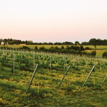 Hanwell Wine Estate