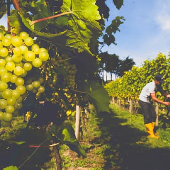 Polgoon Vineyard