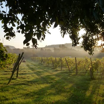 Oatley Vineyard
