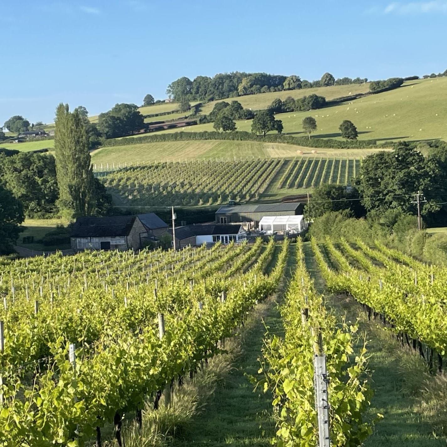 White Castle Vineyard Ltd
