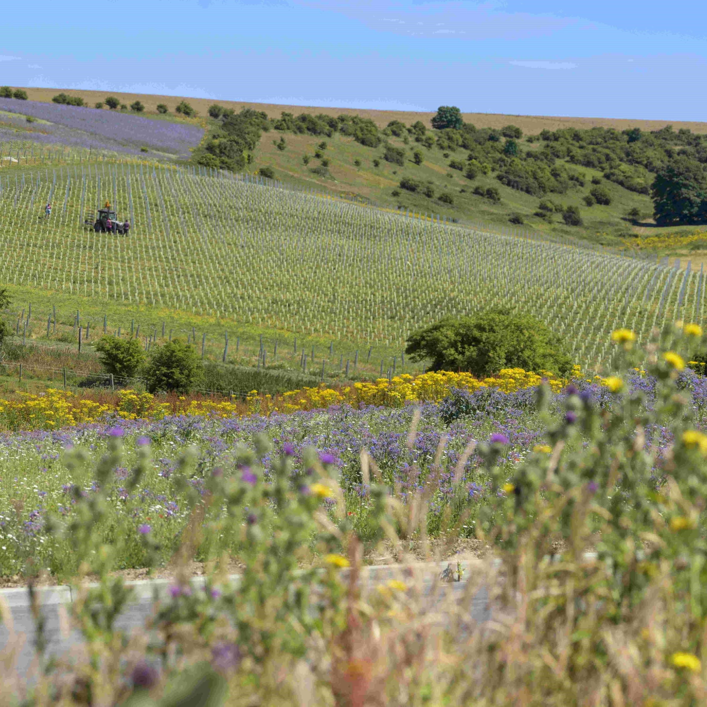 Wiston Estate Winery