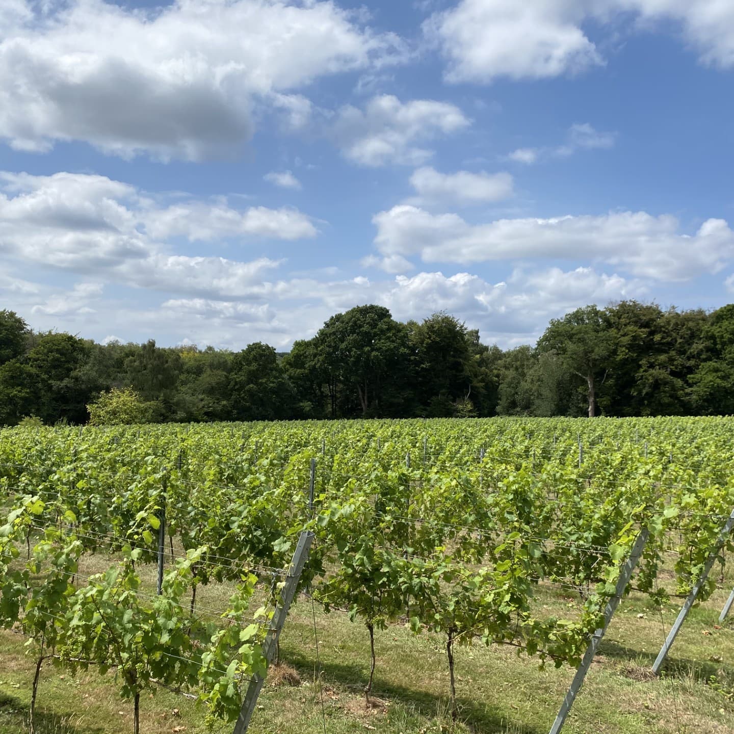 Rowfant Vineyard